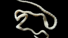 Чому собаки не можуть дати свинину